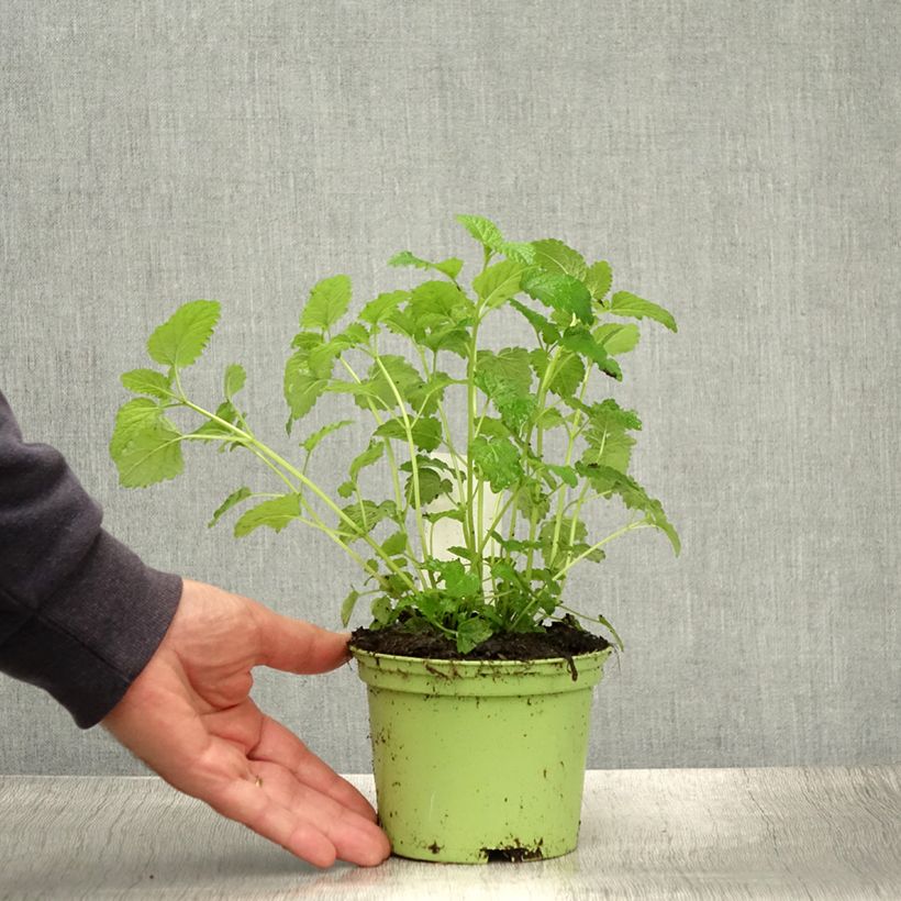 Melissa officinalis 1.5L/2L pot sample as delivered in summer