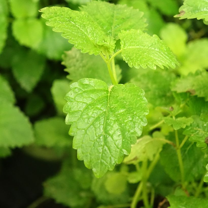 Melissa officinalis (Foliage)