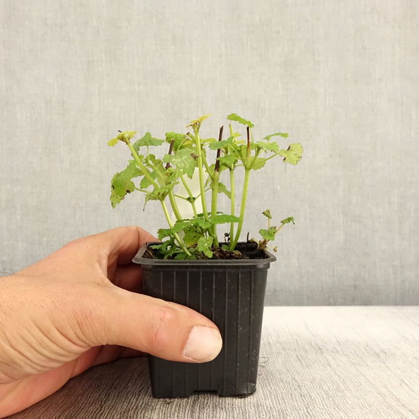 Melissa officinalis Aurea 8/9 cm pot sample as delivered in autumn