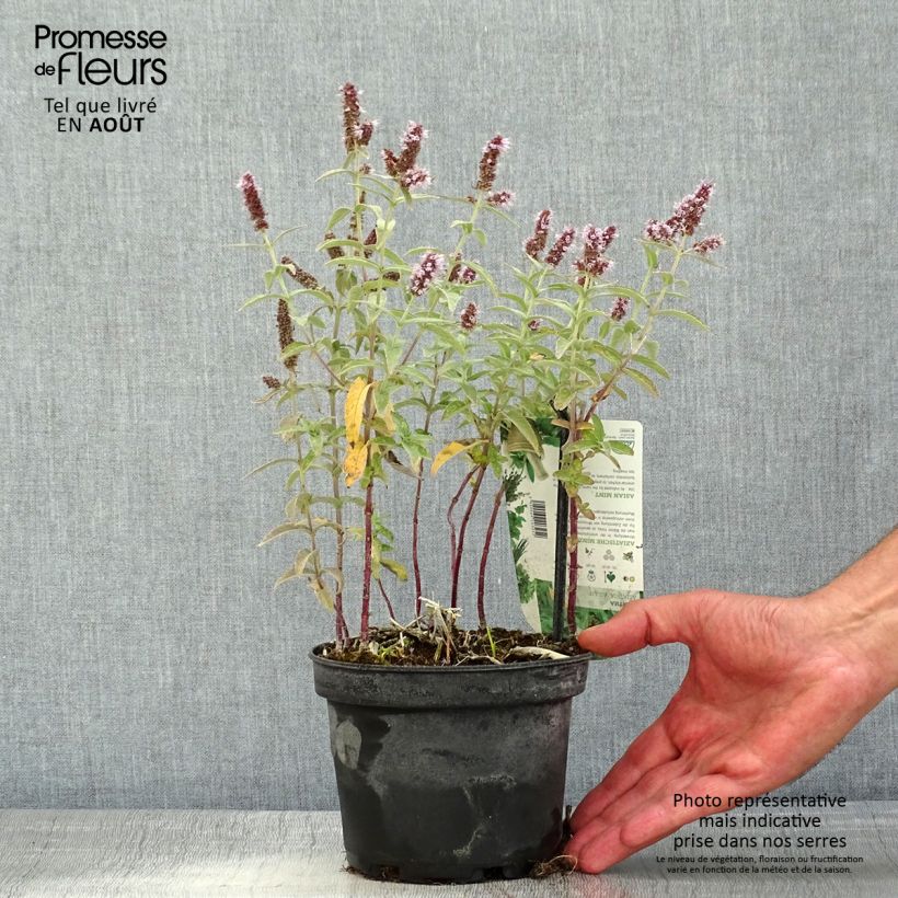 Mentha asiatica var asiatica - Mint 1.5L/2L pot sample as delivered in summer