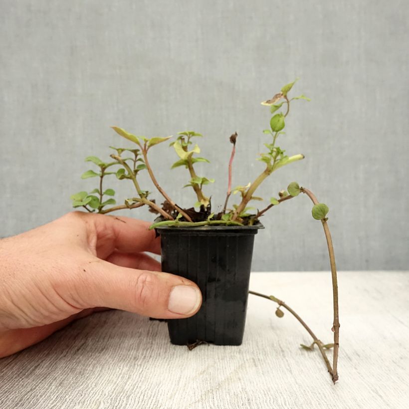 Mentha citrata Bergamote 8/9 cm pot sample as delivered in autumn
