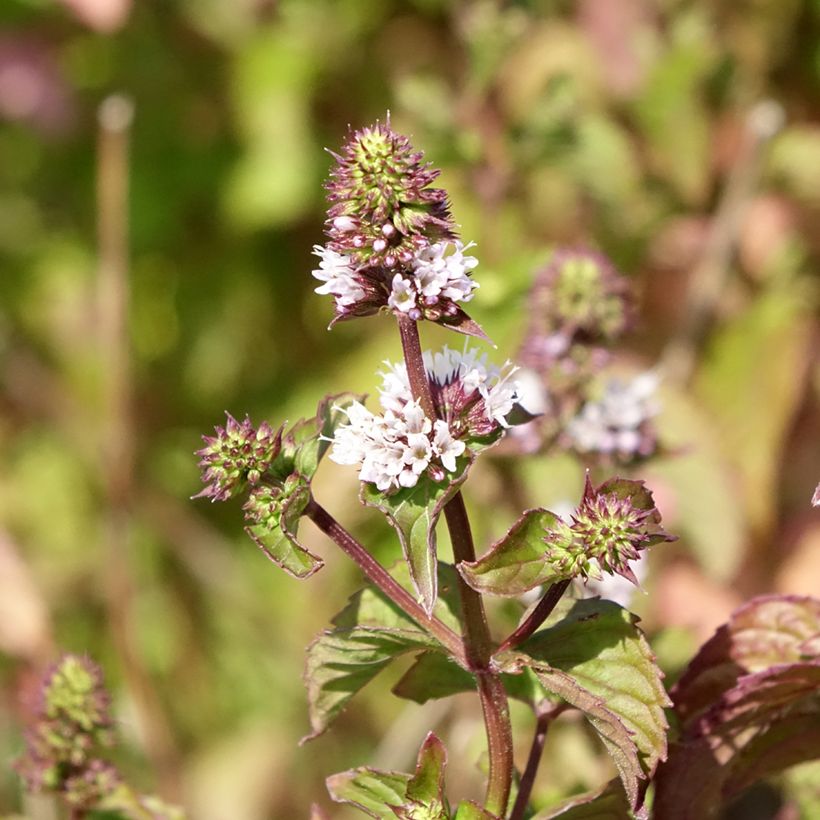 Mentha citrata Bergamote (Flowering)