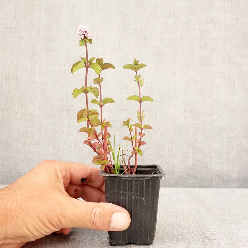 Mentha piperita chartreuse 8/9 cm pot sample as delivered in summer