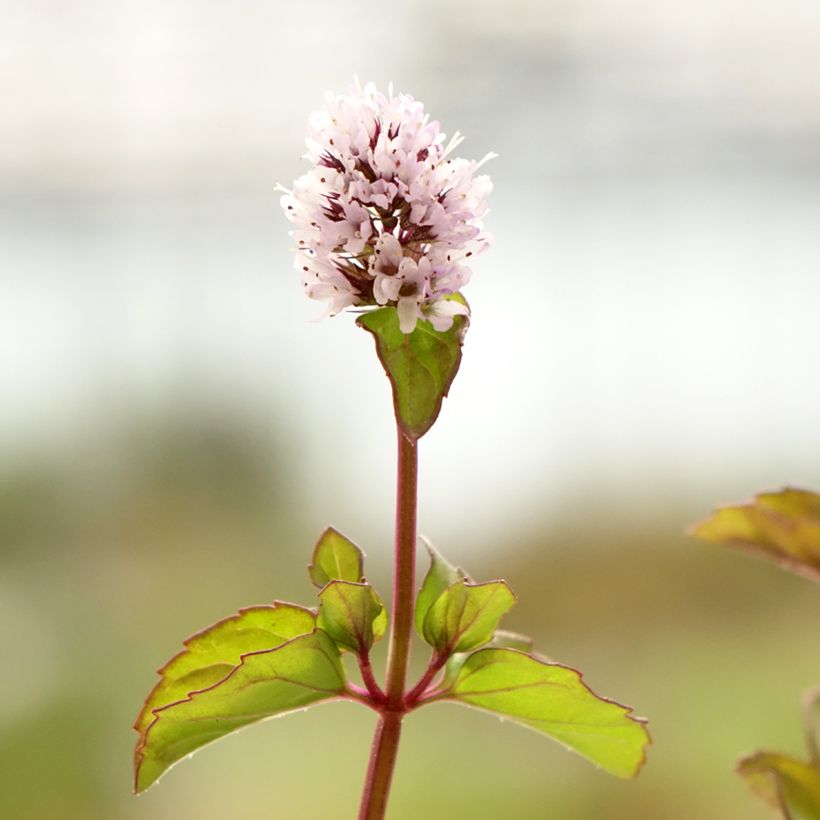 Mentha piperita chartreuse (Flowering)