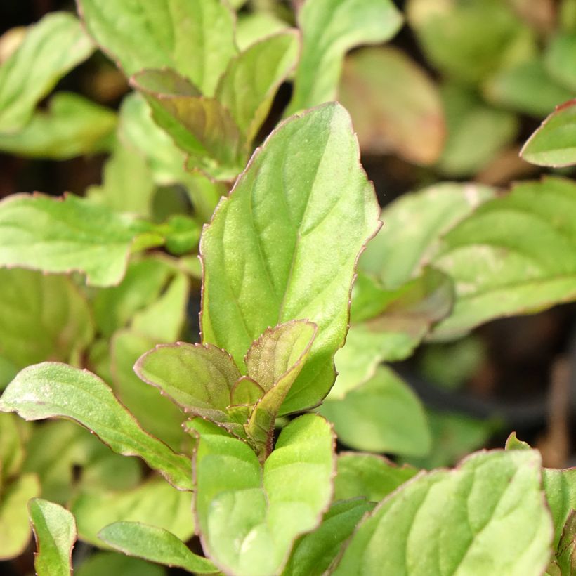 Lemon Mint - Mentha citrata (Foliage)