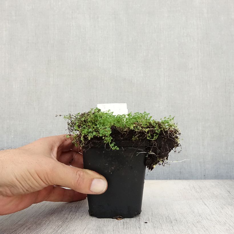 Mentha requienii - Mint 8/9 cm pot sample as delivered in autumn