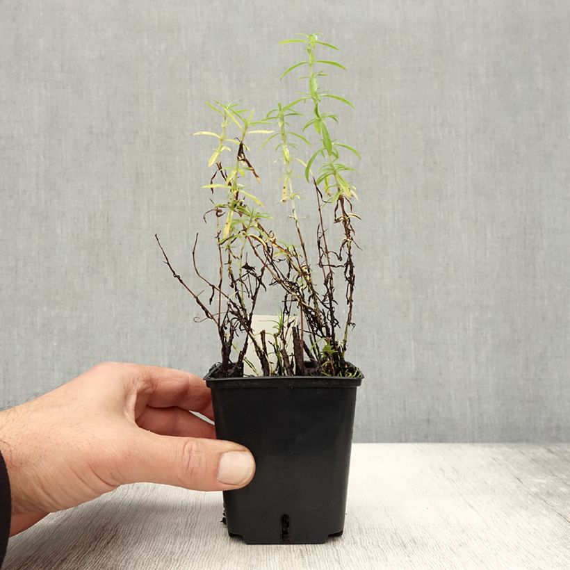 Hart's Pennyroyal - Mentha cervina 8/9 cm pot sample as delivered in autumn