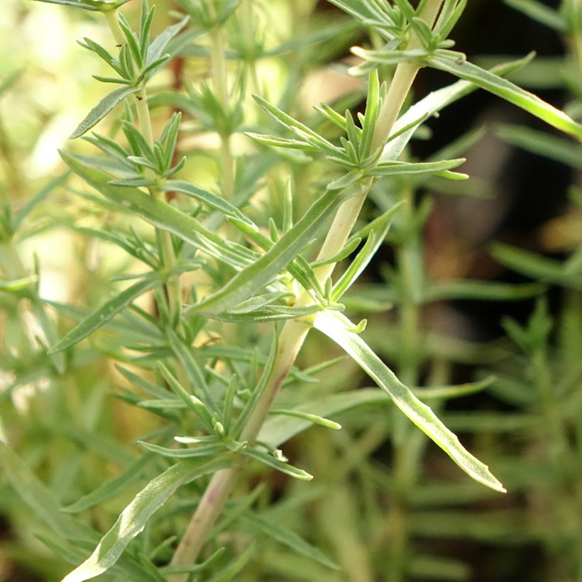 Hart's Pennyroyal - Mentha cervina (Foliage)