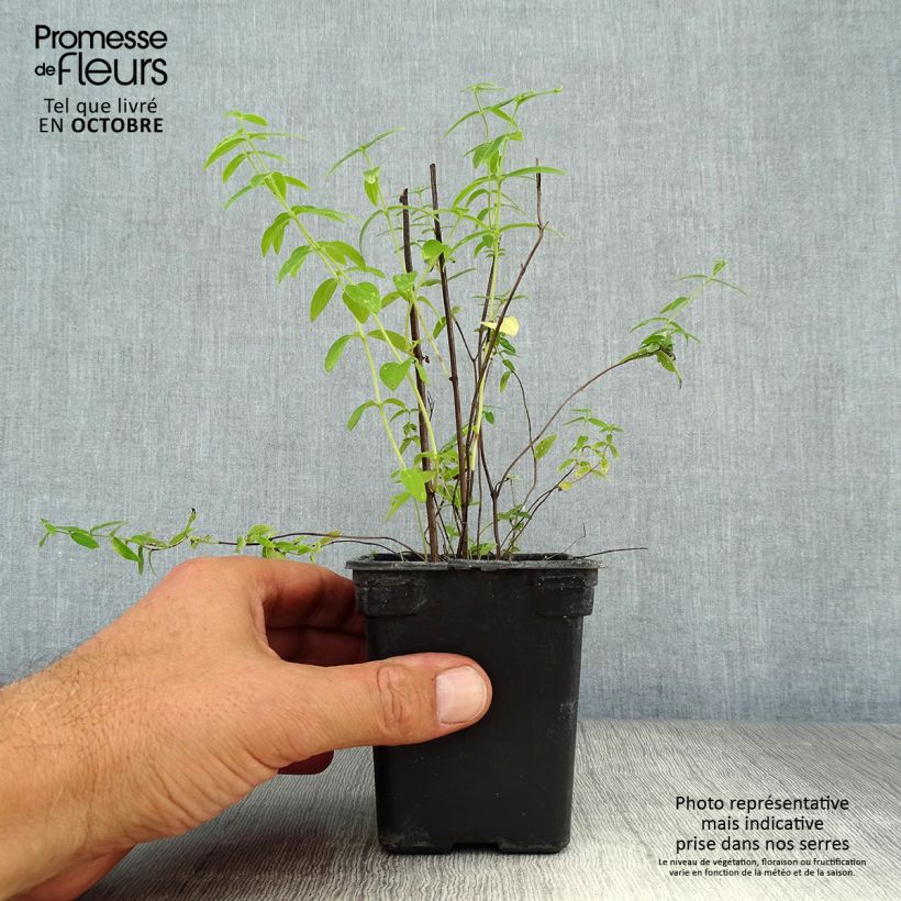 Pycnantemum pilosum 8/9 cm pot sample as delivered in autumn