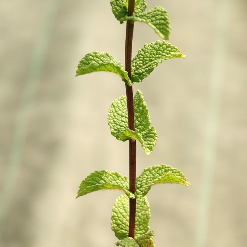 Mentha espagnole (Foliage)