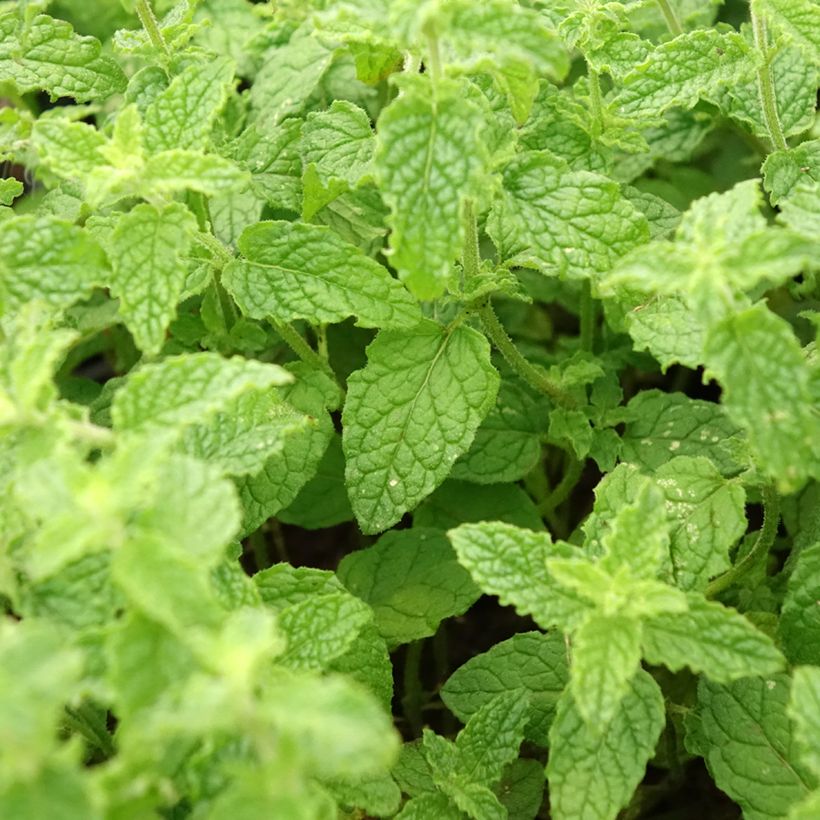 Mentha spicata Fraise (Foliage)