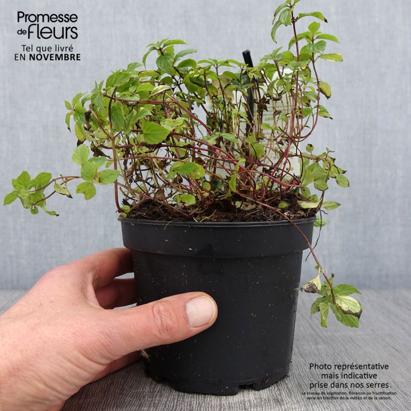 Menthe Gingembre - Mentha piperita Ginger pot de 1.5L/2L sample as delivered in autumn