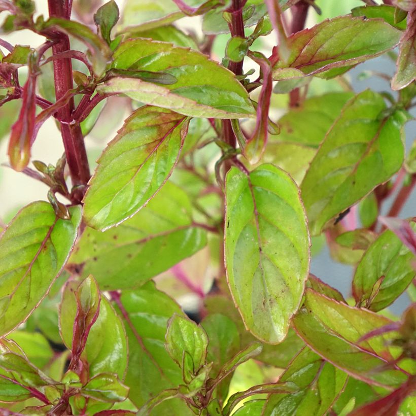 Mentha citrata Goût d'Orange (Foliage)