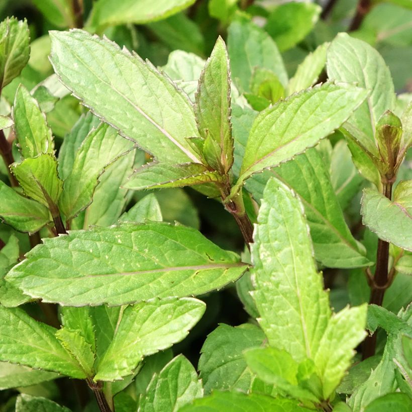 Organic Mentha piperita in Plants (Foliage)