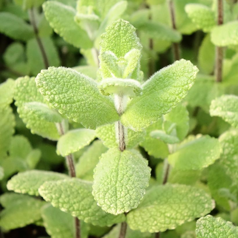 Apple Mint (Foliage)