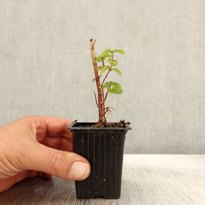 Organic Mentha rotundifolia 8/9 cm pot sample as delivered in autumn