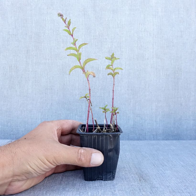 Mentha suriso 8/9 cm pot sample as delivered in summer