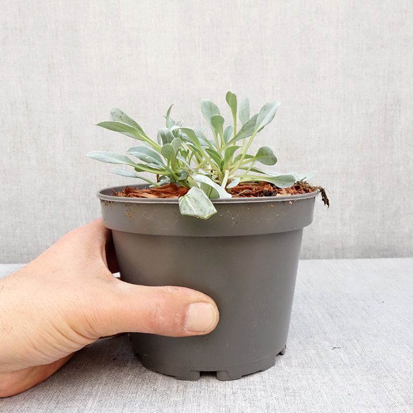 Mertensia maritima - Vegetable Oyster 1.5L/2L pot sample as delivered in spring