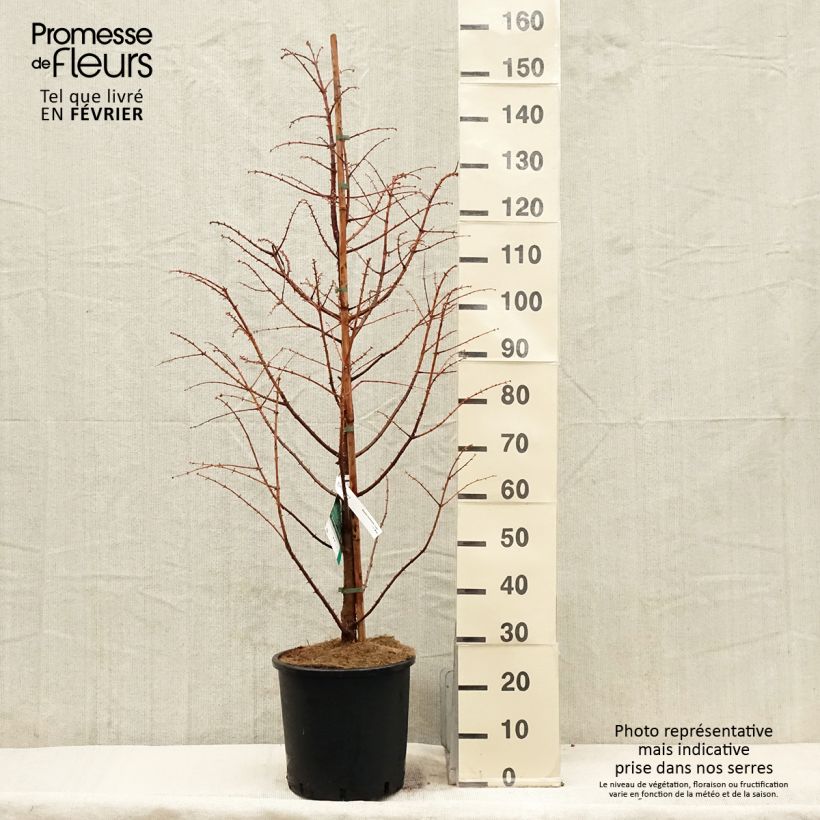 Metasequoia glyptostroboides Chubby Pot de 12L/15L 100/125cm sample as delivered in winter