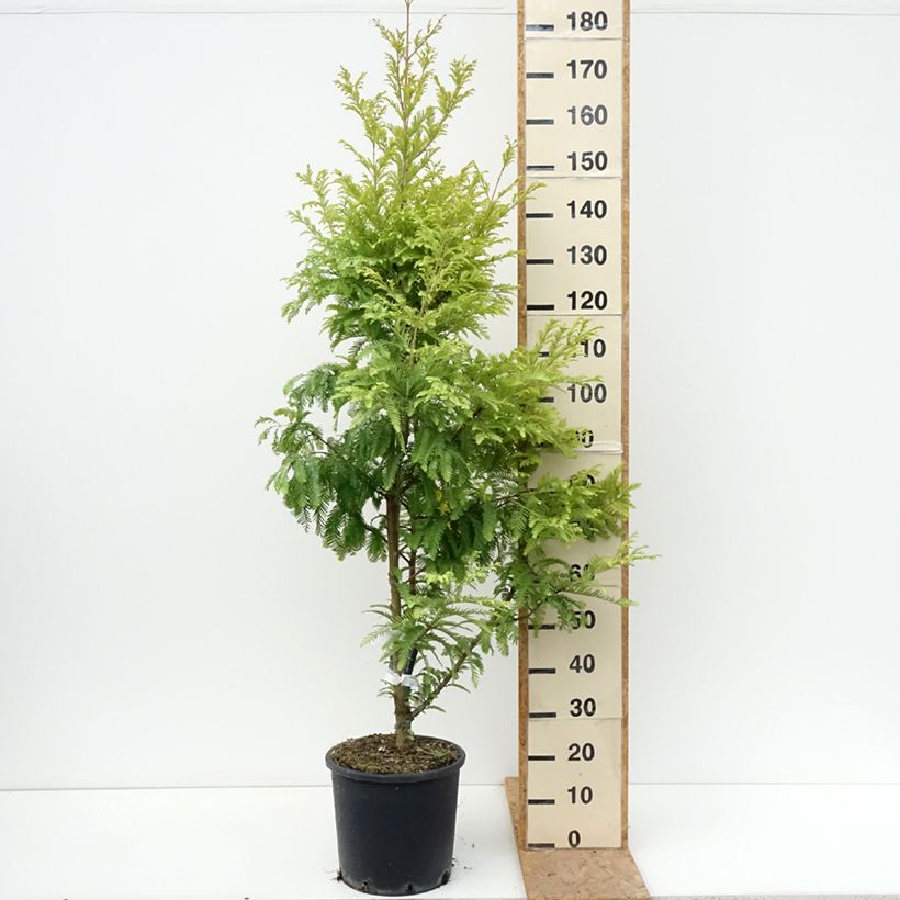 Metasequoia glyptostroboides Chubby - Dawn Redwood 7.5L/10L pot sample as delivered in summer