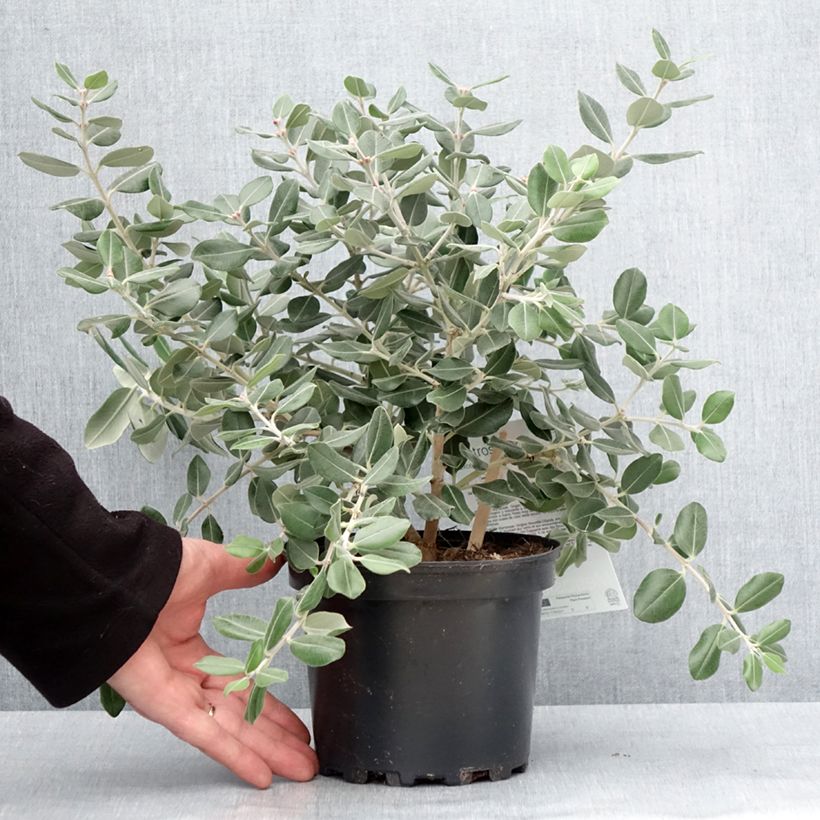 Metrosideros excelsa Aurea 2L/3L pot sample as delivered in winter