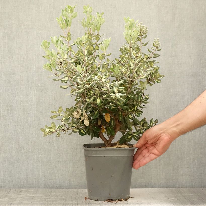 Metrosideros kermadecensis Aureomarginata 4L/5L potShipped height around 30/35cm sample as delivered in summer