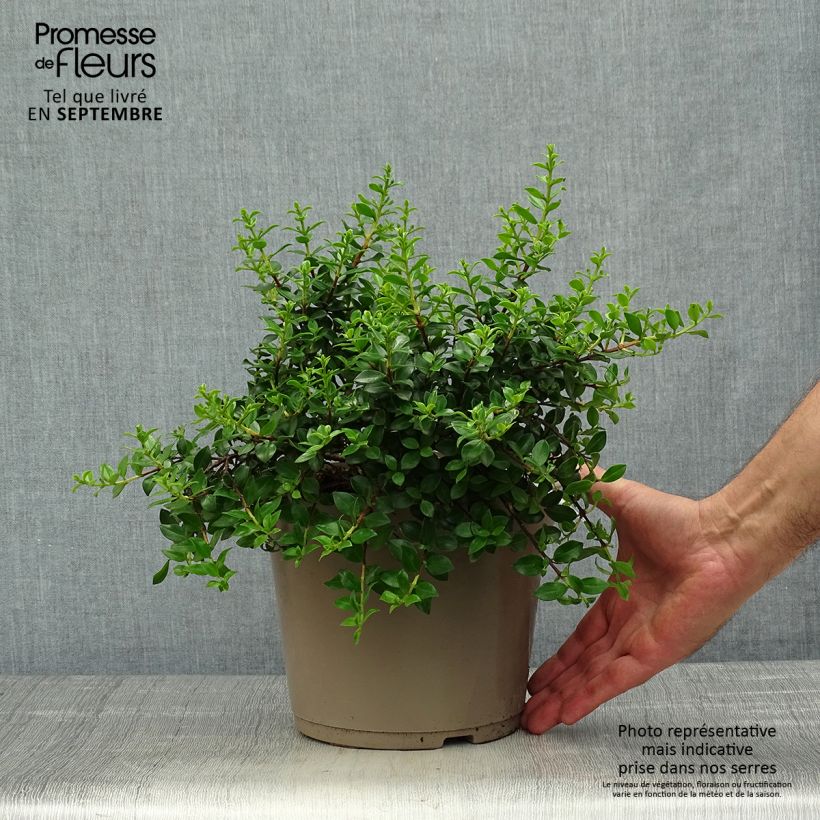 Metrosideros Ferris Wheel Pot de 3L/4L sample as delivered in autumn