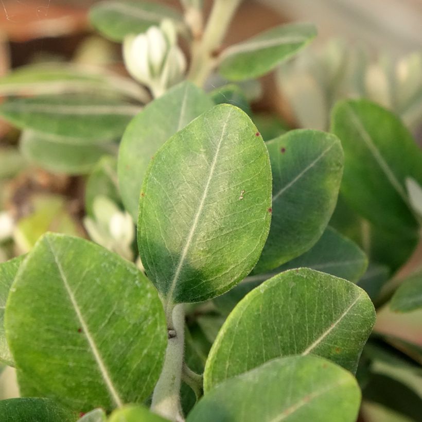 Metrosideros collina Thomasii (Foliage)