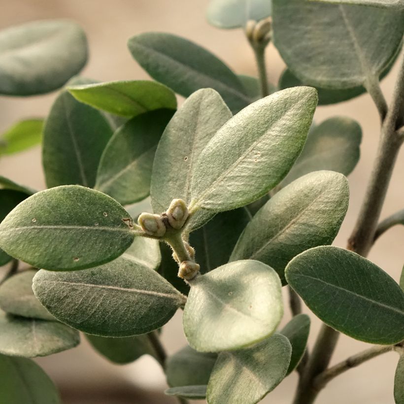 Metrosideros collina Thomasii (Foliage)