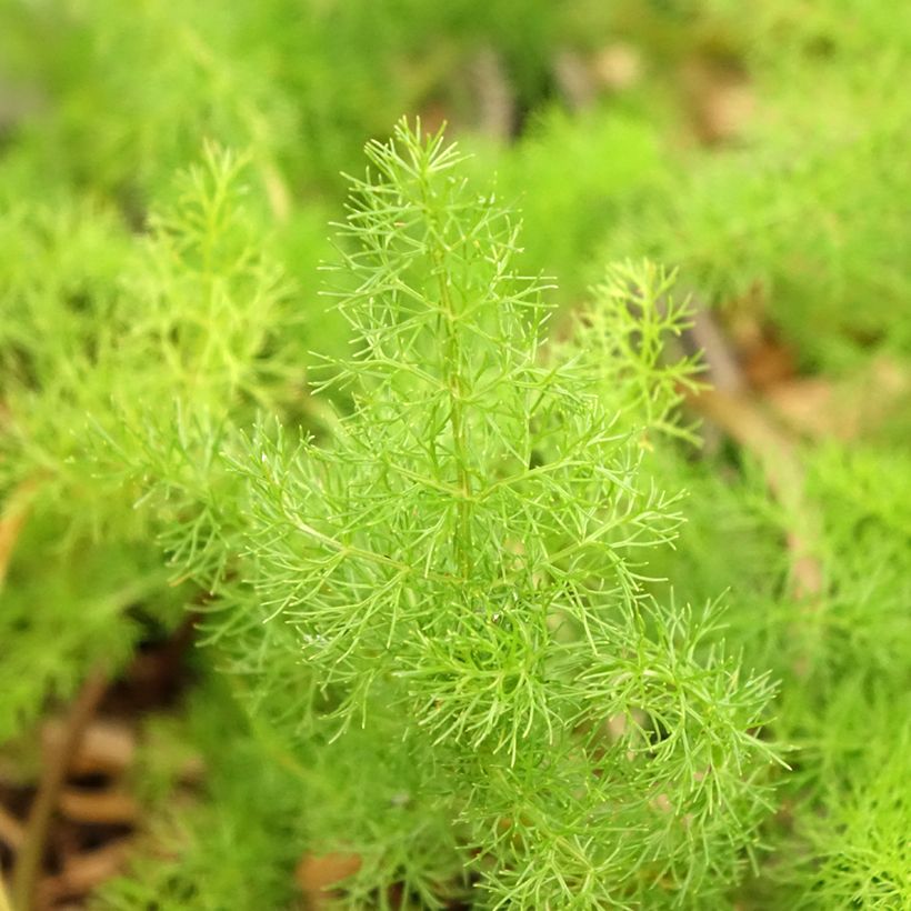 Meum athamanticum (Foliage)