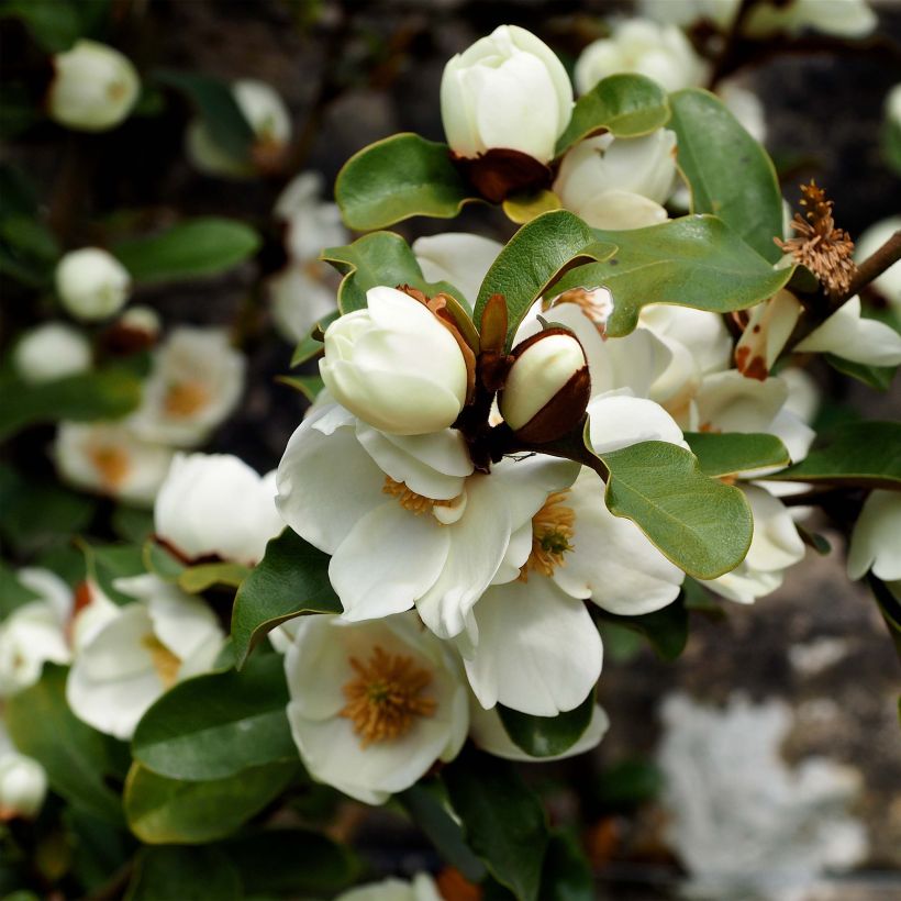 Magnolia yunnanensis Gails Favourite (Flowering)