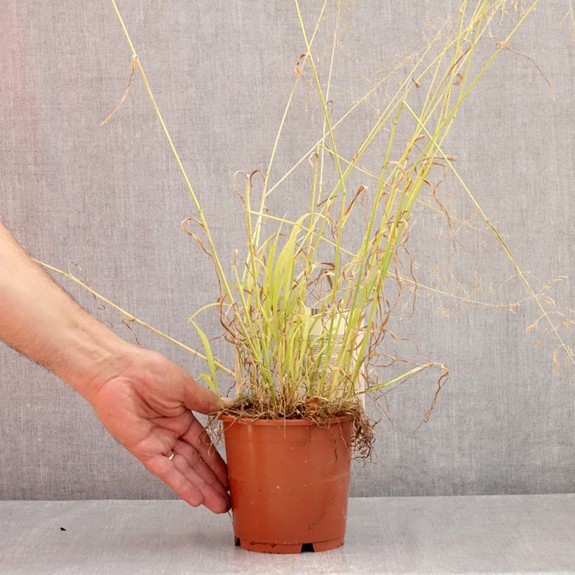 Milium effusum Aureum 1L/1.5L pot sample as delivered in summer