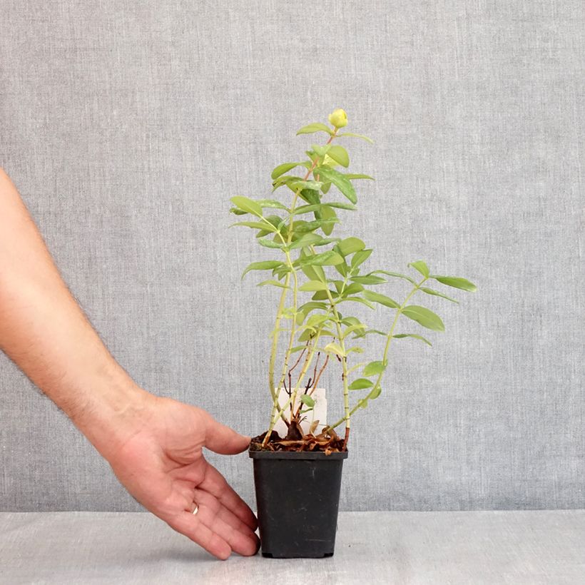 Hypericum calycinum - St. John's wort 7/8 cm pot sample as delivered in summer