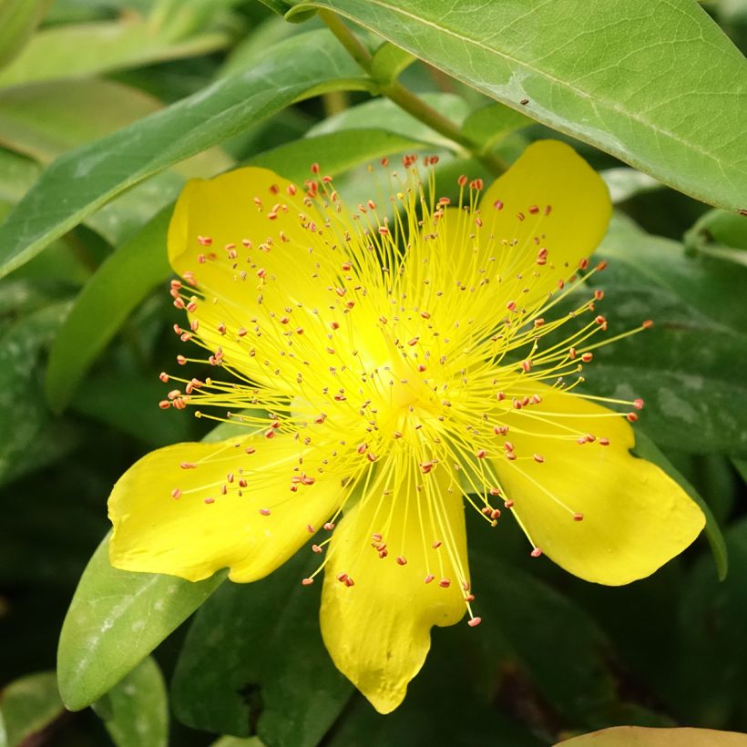 Hypericum calycinum - St. John's wort (Flowering)
