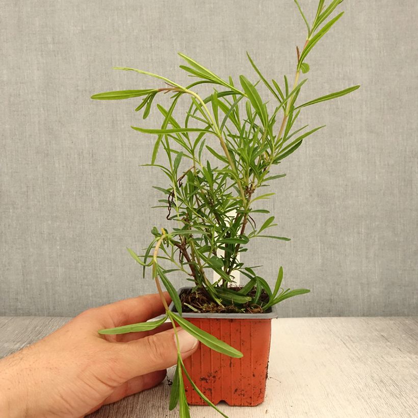 Millepertuis - Hypericum densiflorum Buttercup - Godet de 8/9 cm sample as delivered in spring