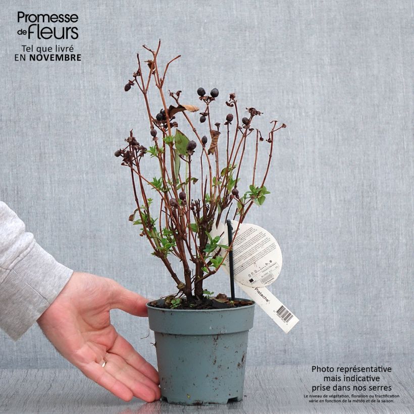 Hypericum inodorum Miracle Pistache Allpista - St. John's wort 2L/3L pot sample as delivered in autumn