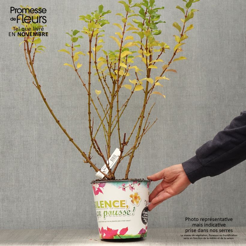 Mimosa de Paris - Forsythia x intermedia Mindor en pot de 4l/5l sample as delivered in autumn