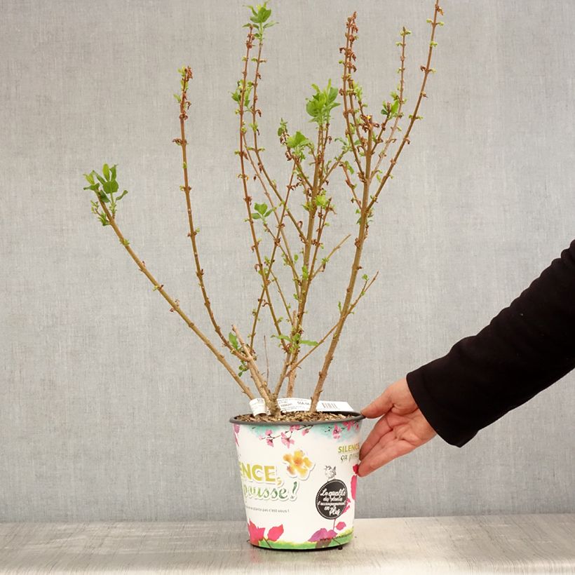 Forsythia intermedia MINDOR 4L/5L potShipped height around 70/80cm sample as delivered in spring