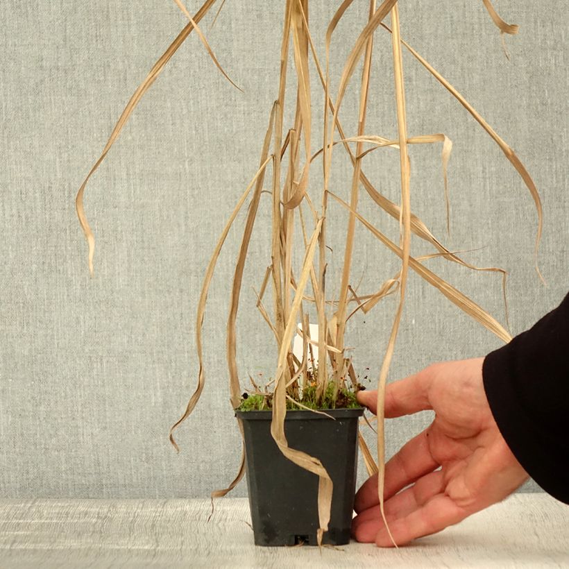 Miscanthus floridulus 8/9 cm pot sample as delivered in autumn