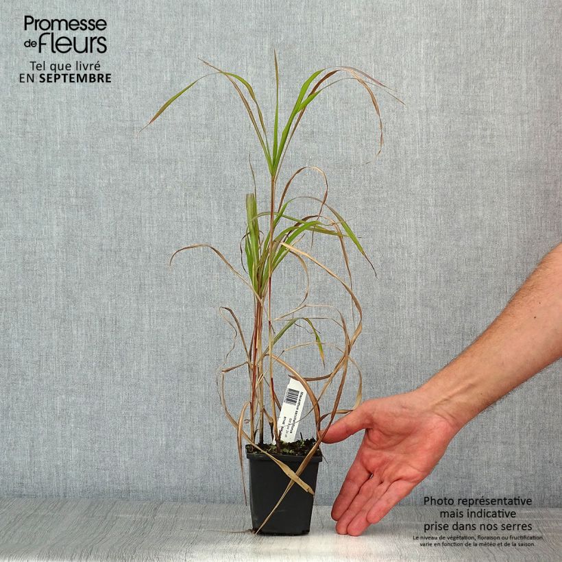 Miscanthus sacchariflorus - Roseau de Chine en godet de 8 cm sample as delivered in summer
