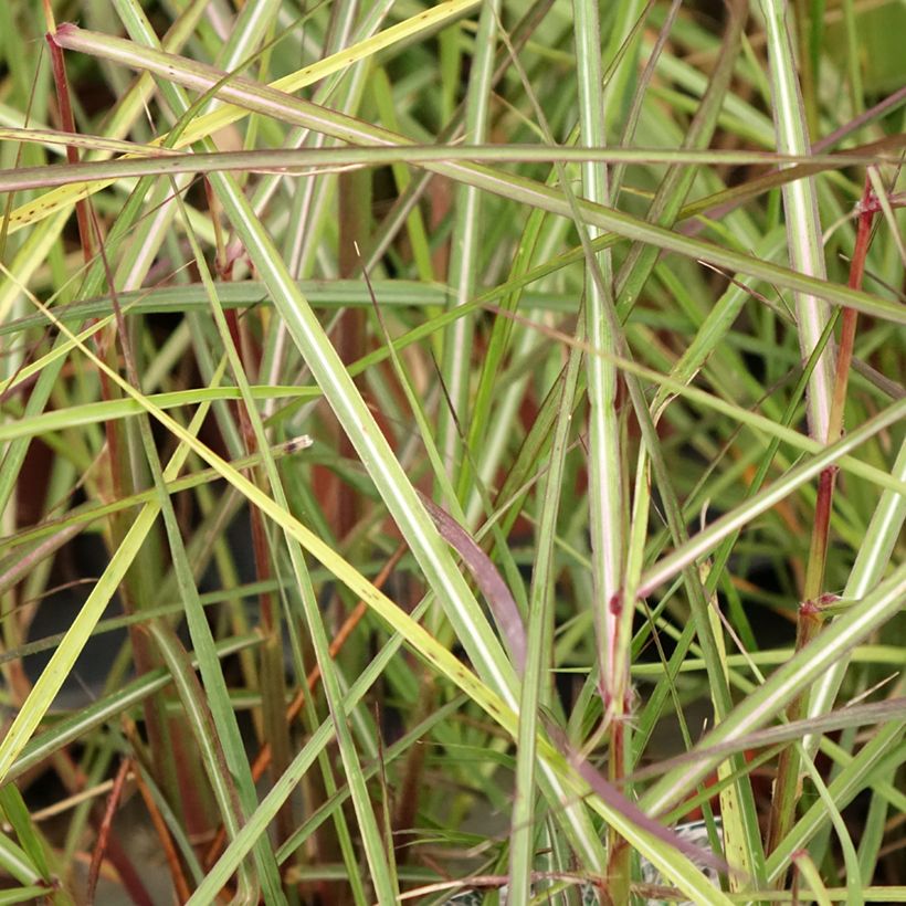 Miscanthus sinensis Aperitiv - Silvergrass (Foliage)