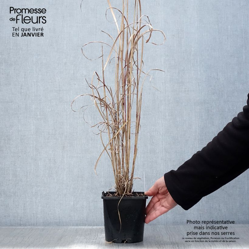 Miscanthus sinensis Boucle - Roseau de Chine Pot de 1,5L/2L sample as delivered in winter