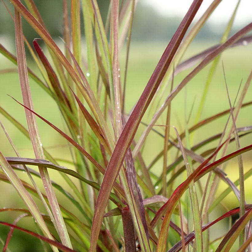 Miscanthus sinensis Boucle - Silvergrass (Foliage)