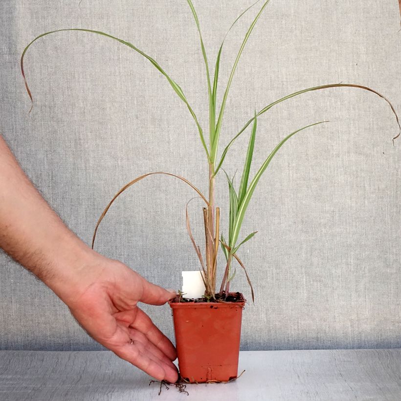 Miscanthus sinensis var. condensatus Cabaret - Silvergrass 8/9 cm pot sample as delivered in summer