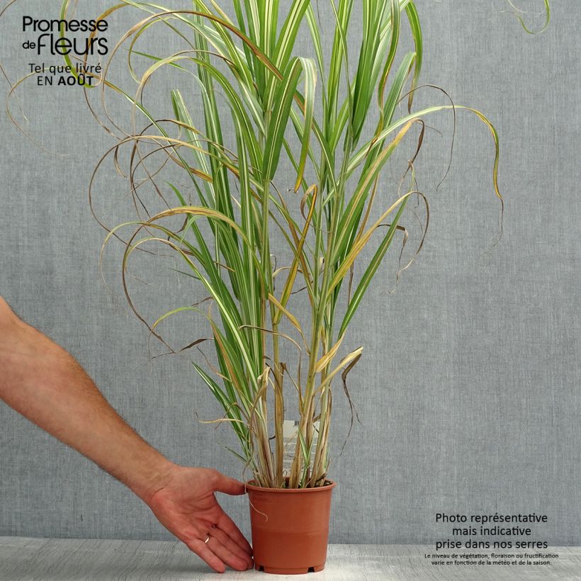 Miscanthus sinensis var. condensatus Cabaret - Silvergrass 1L/1.5L pot sample as delivered in summer