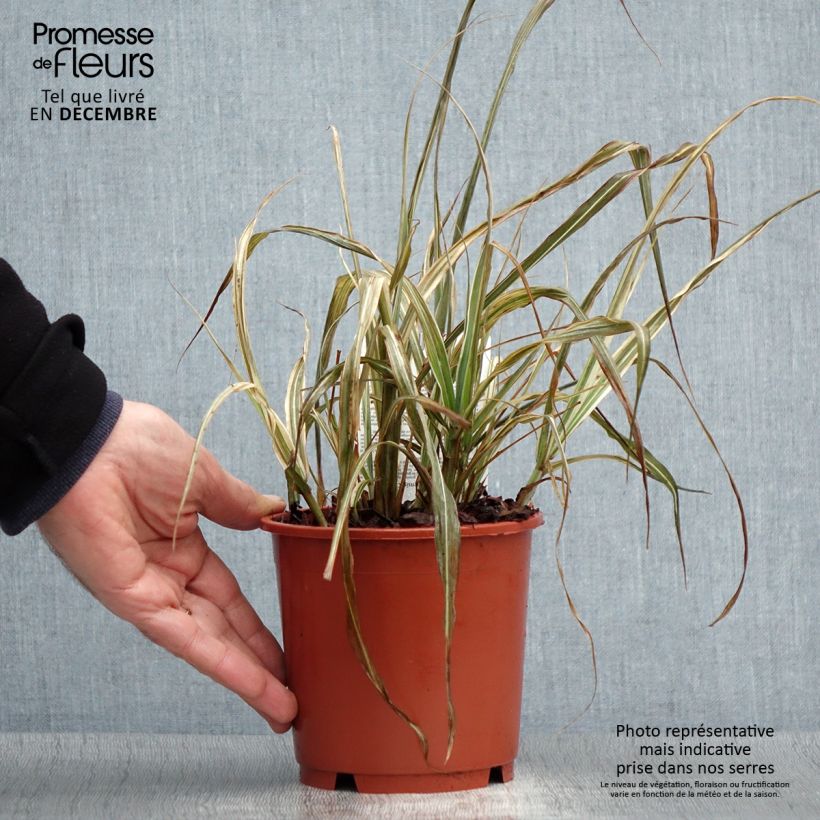 Miscanthus sinensis Cabaret - Roseau de Chine - Pot de 1L/1.5L sample as delivered in winter