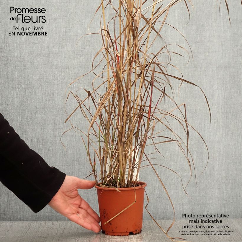 Miscanthus sinensis China - Eulalie - Roseau de Chine en pot de 1L/1.5L sample as delivered in autumn