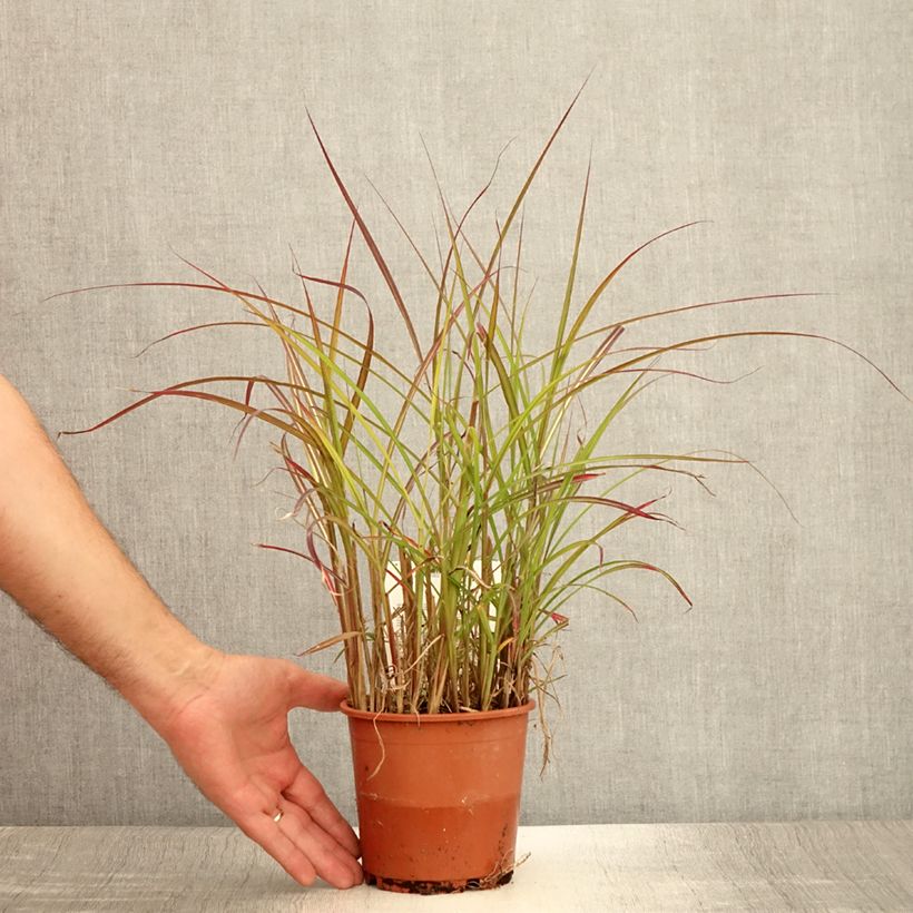 Miscanthus sinensis China - Silvergrass 1L/1.5L pot sample as delivered in summer
