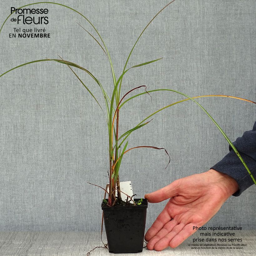 Miscanthus sinensis China - Eulalie - Roseau de Chine Godet de 9cm sample as delivered in autumn