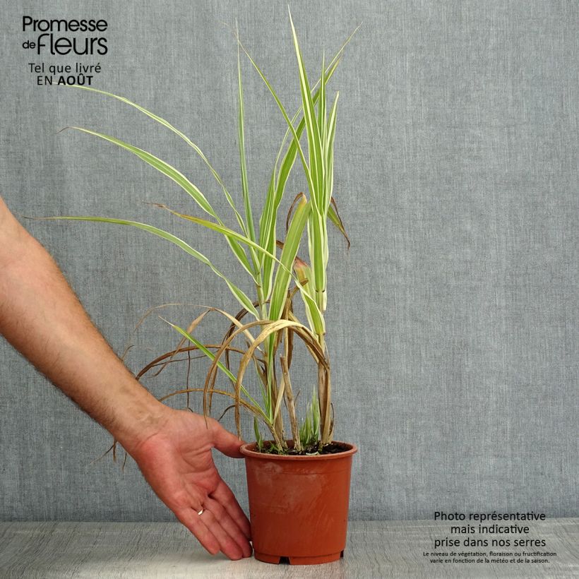 Miscanthus sinensis var. condensatus Cosmopolitan - Silvergrass 1L/1.5L pot sample as delivered in summer